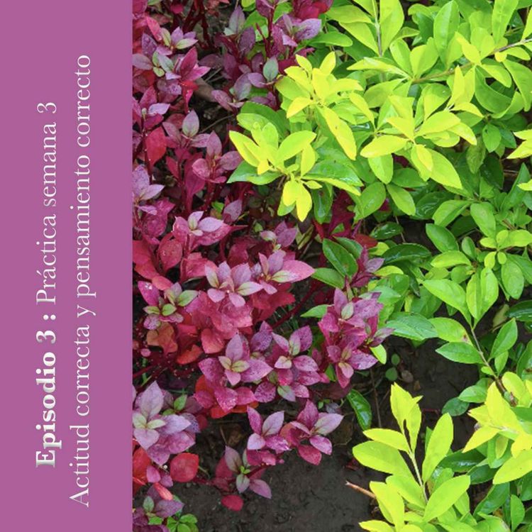 cover art for #3 Actitud correcta y pensamiento correcto