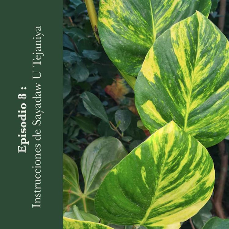 cover art for #8 Instrucciones de Sayadaw U Tejaniya