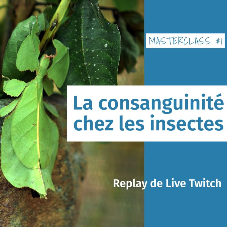 cover art for Masterclass terrariophiles #1 : L'impact de la consanguinité dans l'élevage d'insectes