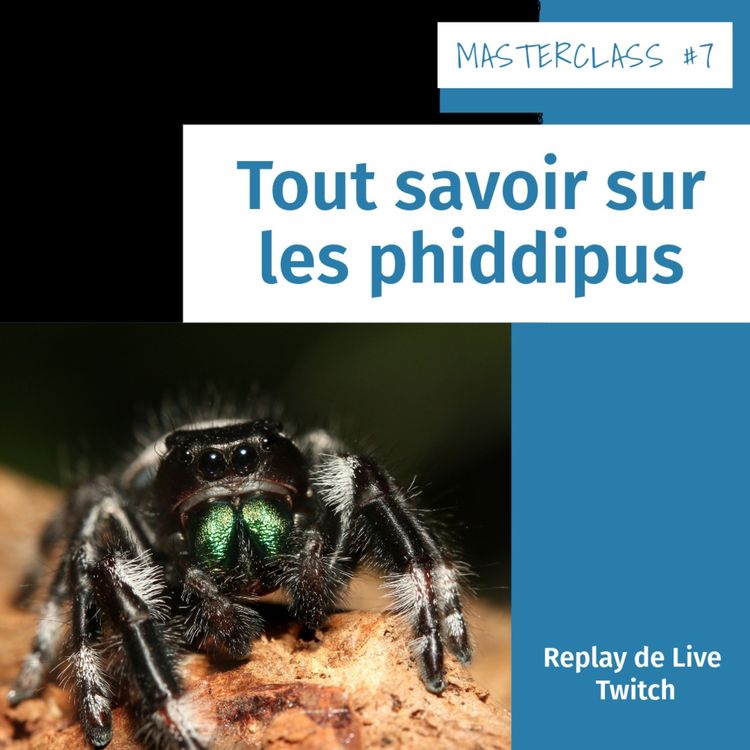 cover art for Masterclass terrariophiles #7 : Tout savoir sur les phiddipus
