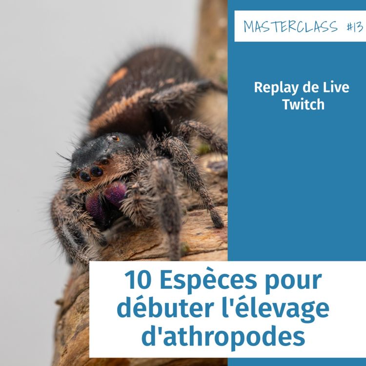 cover art for Masterclass terrariophiles #13 : Les 10 espèces pour débuter l'élevage d'arthropodes