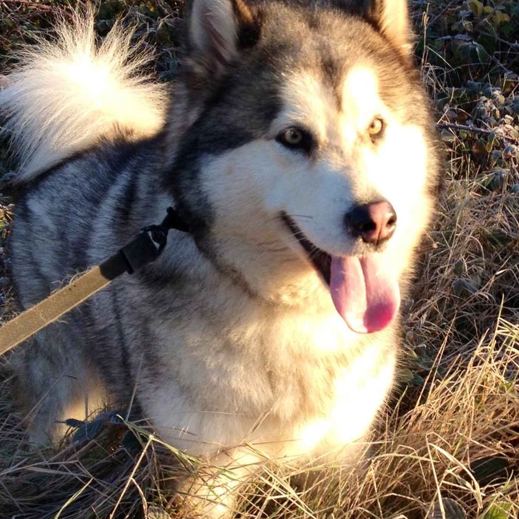 cover art for Bonded