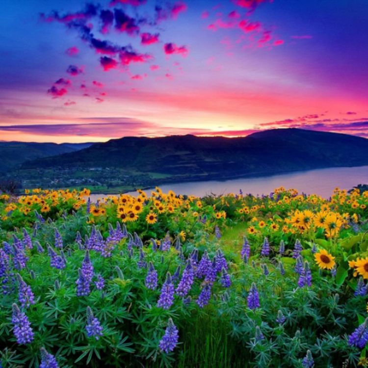 cover art for Nature