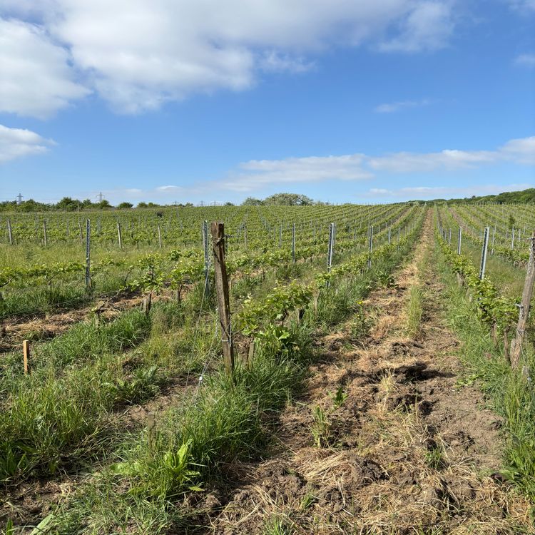 cover art for Du mont Guichet à la forêt régionale de Bondy, le 93 est plus vert qu’on ne le croit 