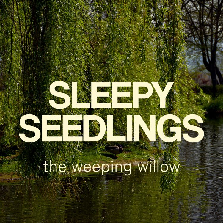 cover art for The Weeping Willow