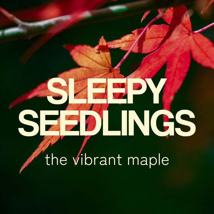 cover art for The Vibrant Maple