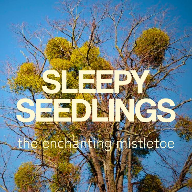 cover art for The Enchanting Mistletoe