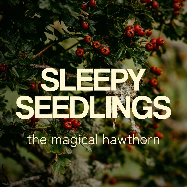cover art for The Magical Hawthorn