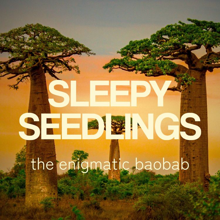 cover art for The Enigmatic Baobab