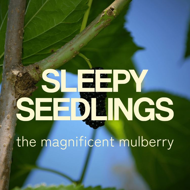 cover art for The Magnificent Mulberry