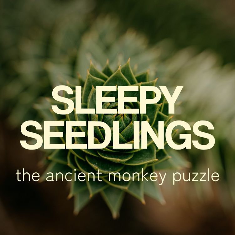 cover art for The Ancient Monkey Puzzle