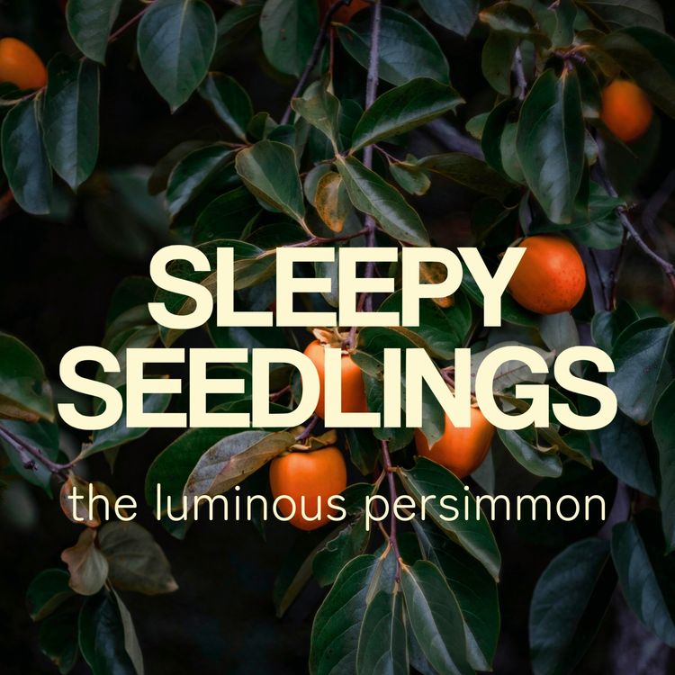 cover art for The Luminous Persimmon
