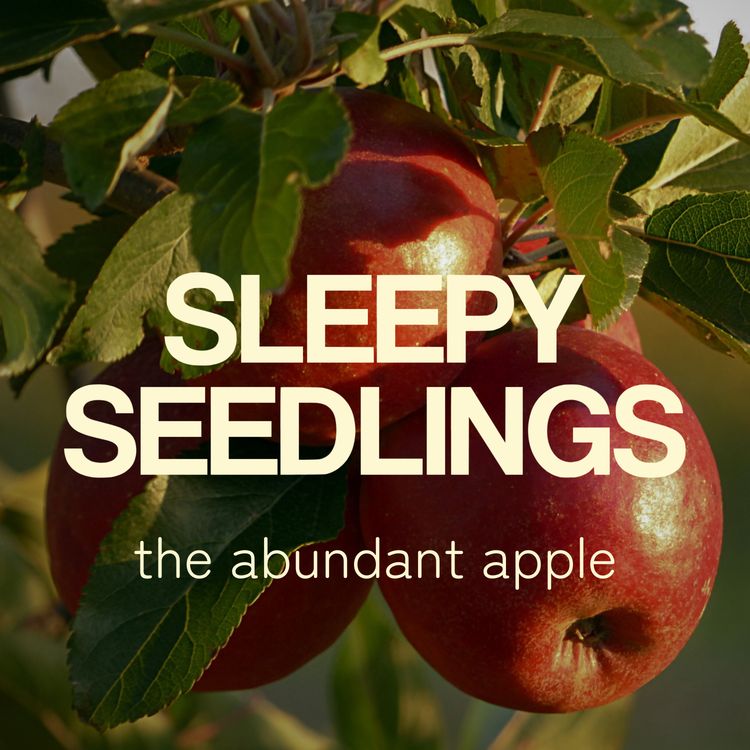 cover art for The Abundant Apple