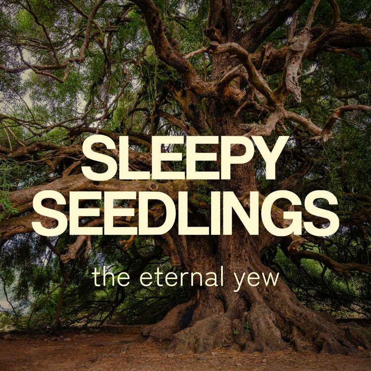 cover art for The Eternal Yew