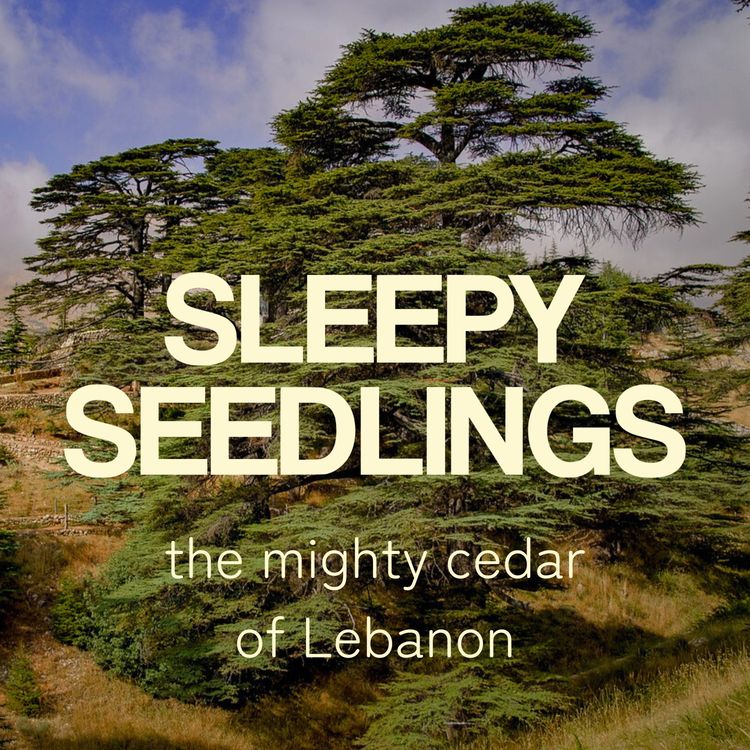 cover art for The Mighty Cedar of Lebanon