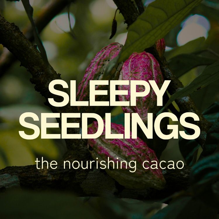 cover art for The Nourishing Cacao