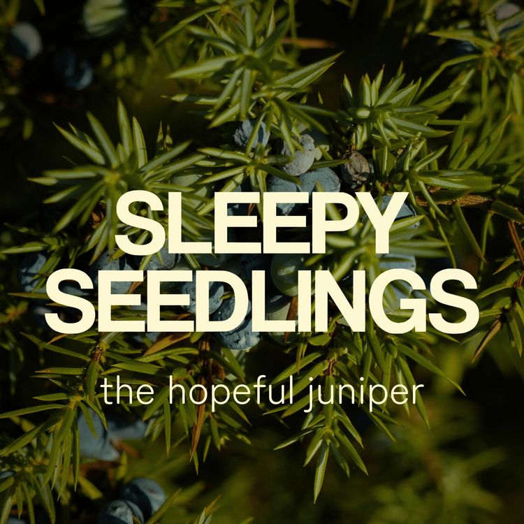 cover art for The Hopeful Juniper