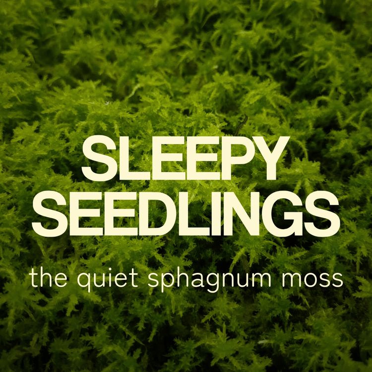 cover art for The Quiet Sphagnum Moss