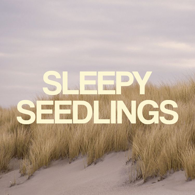 cover art for The Windswept Marram Grass