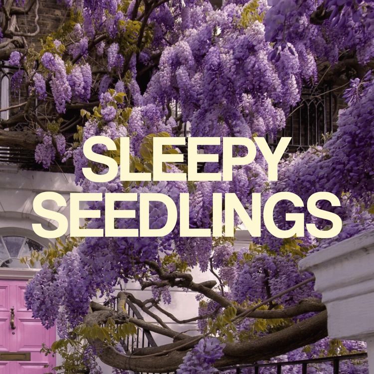 cover art for The Whispering Wisteria