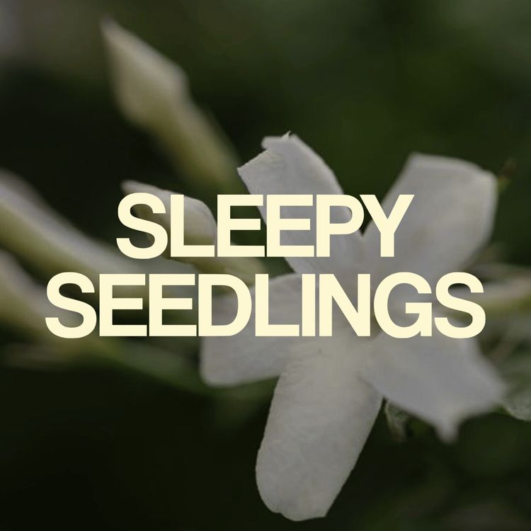 cover art for The Scented Jasmine