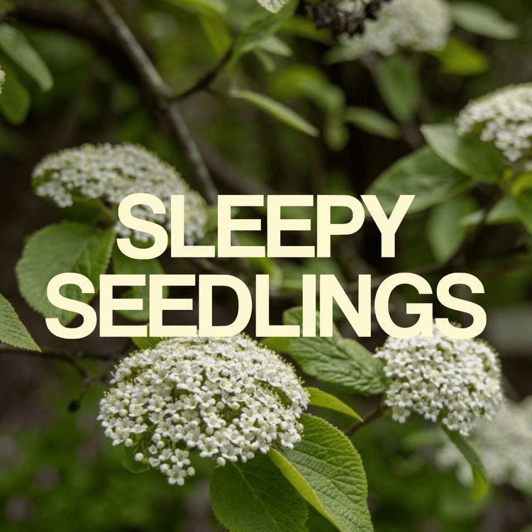 cover art for The Wayworn Wayfaring