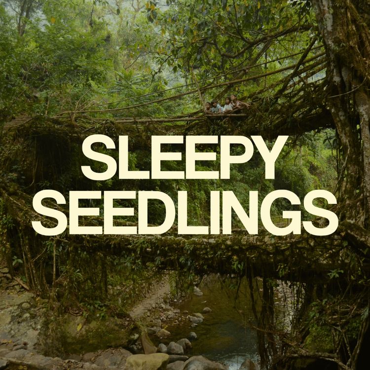 cover art for The Living Bridges of Meghalaya