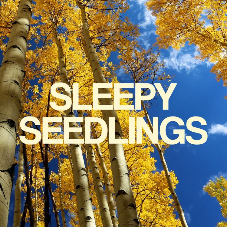 cover art for Pando & The Illusion of Separateness 