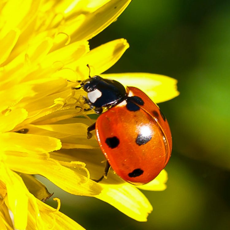 cover art for Perspectives: The Ladybird
