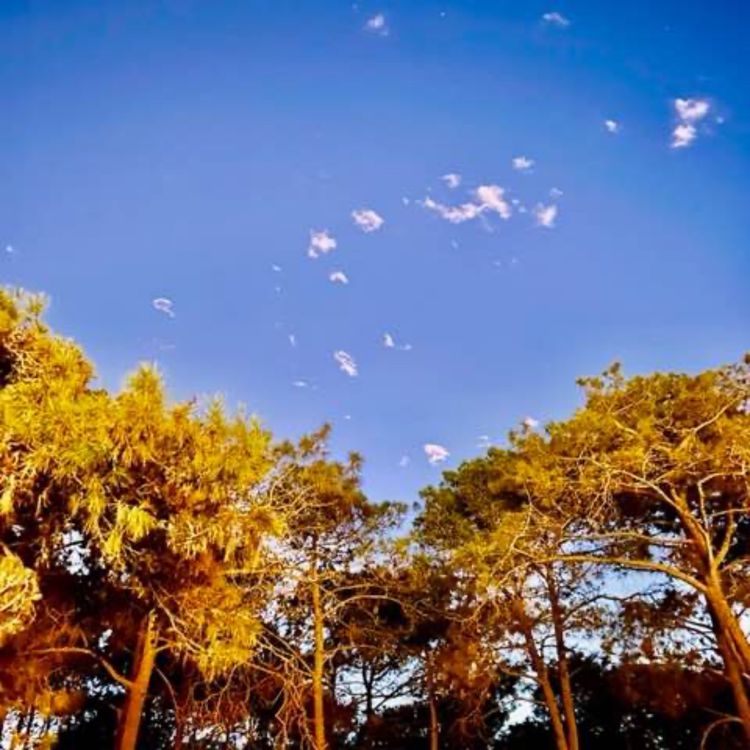 cover art for Chaos Waves World Music 🎼 