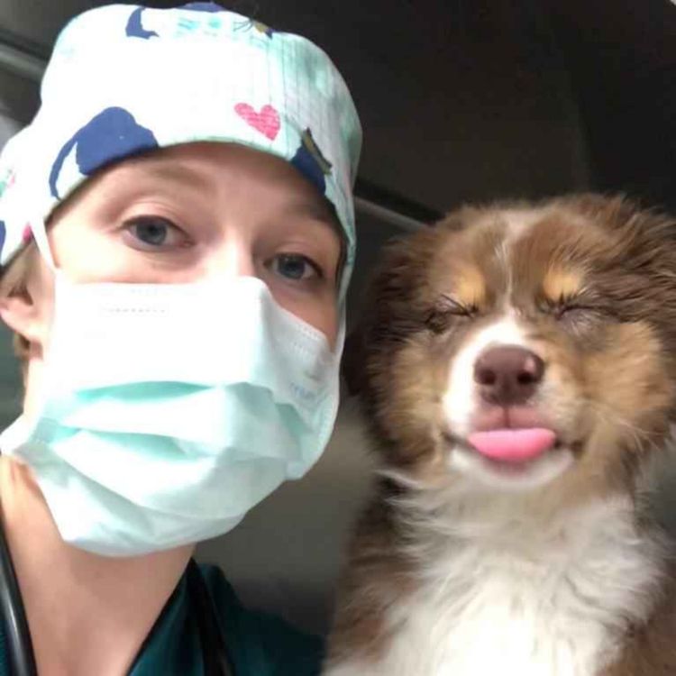 cover art for The Vet