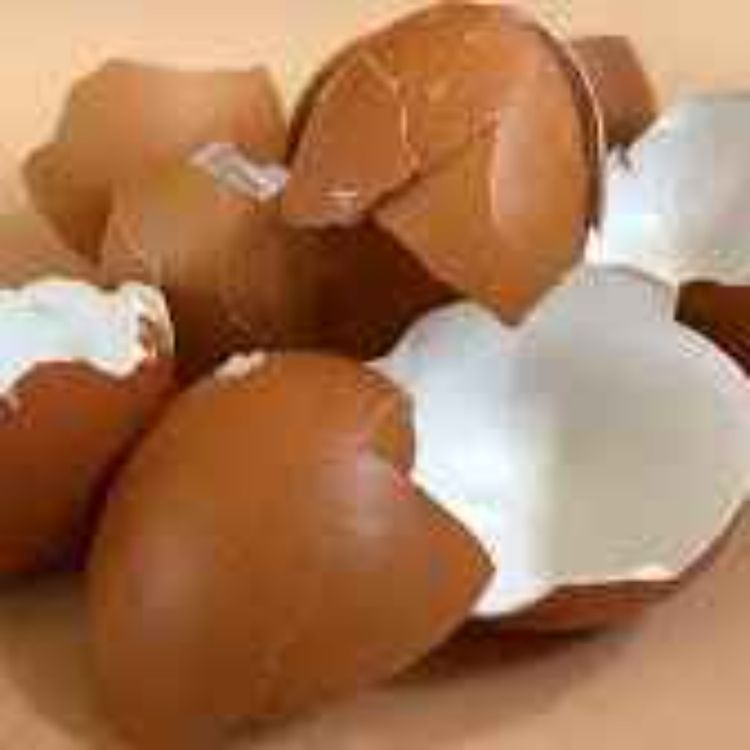 cover art for Eggshells Part 4