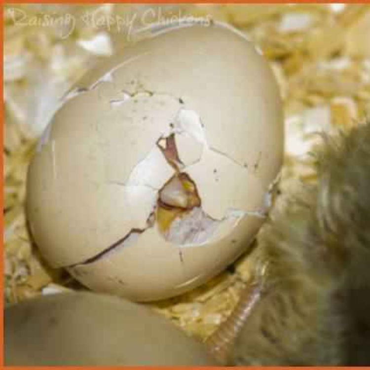 cover art for Eggshells Part 5