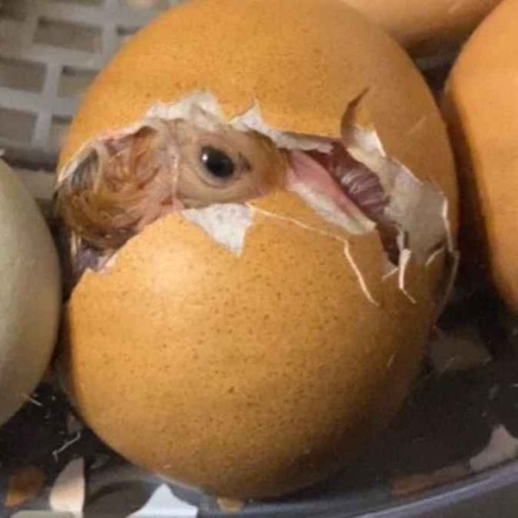 cover art for Eggshells Part 6