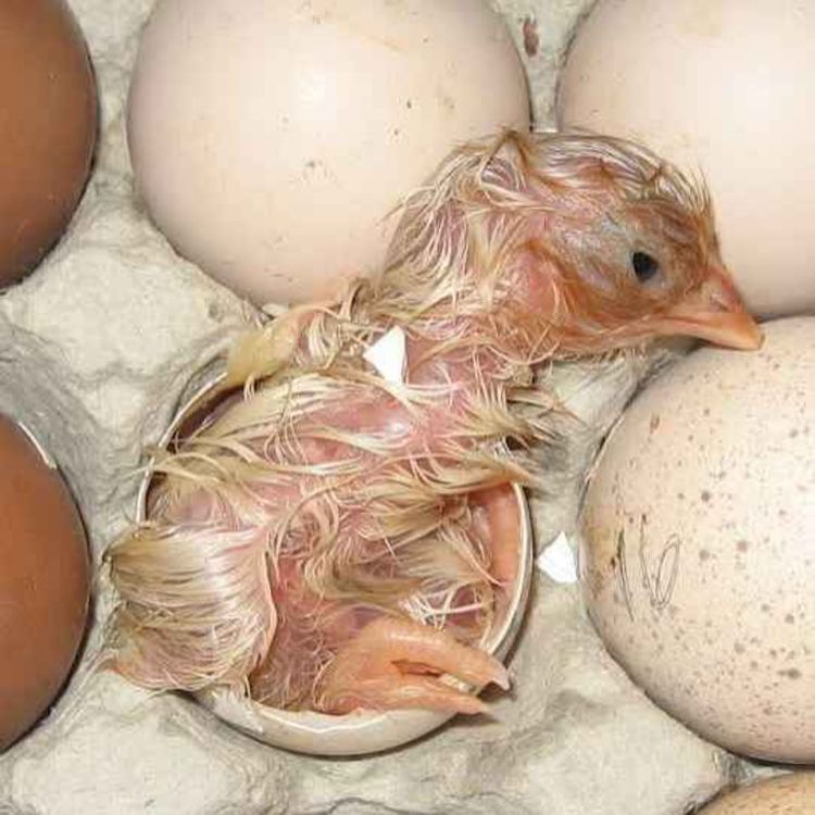 cover art for Eggshells Part 7