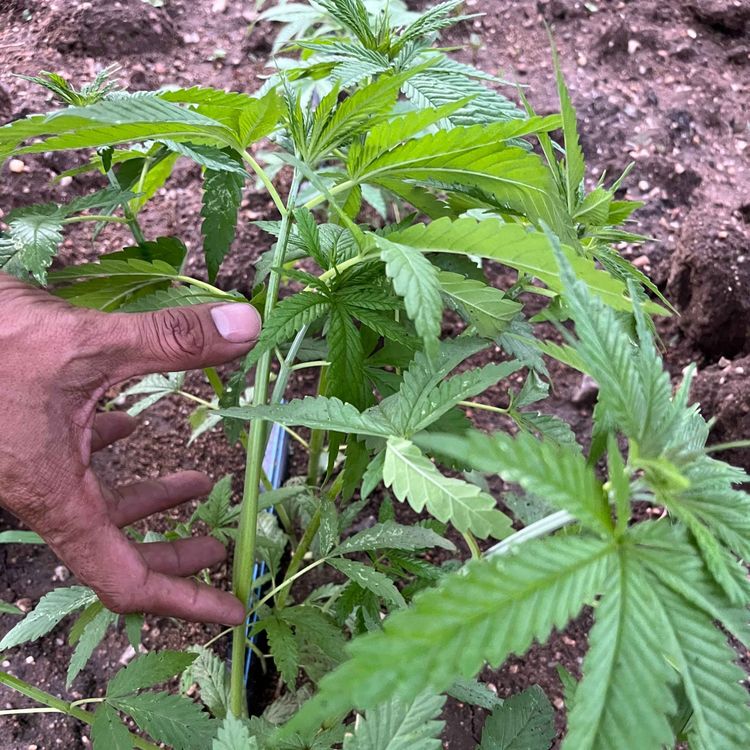 cover art for Flores de Cannabis legales en México