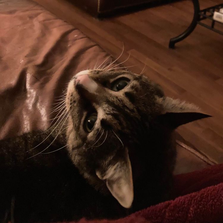 cover art for Cold water swimming, and hypnosis for panic