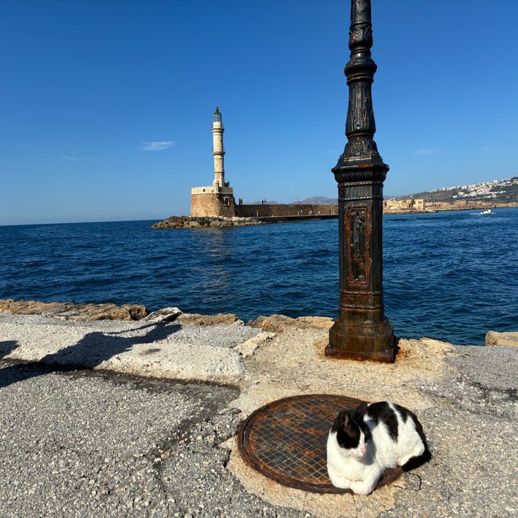 cover art for Killer Katz!?! Update From Chania, Crete