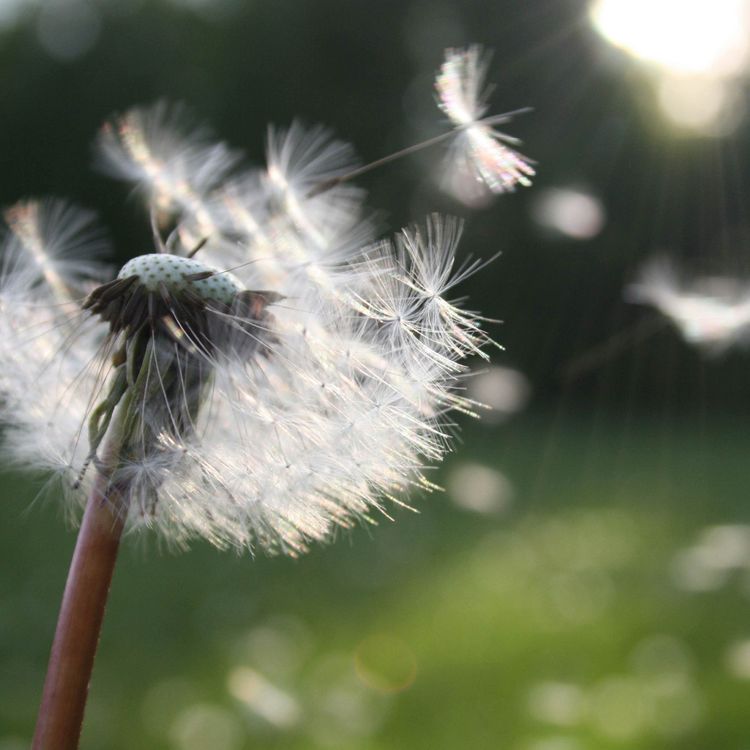 cover art for The Winds of Change