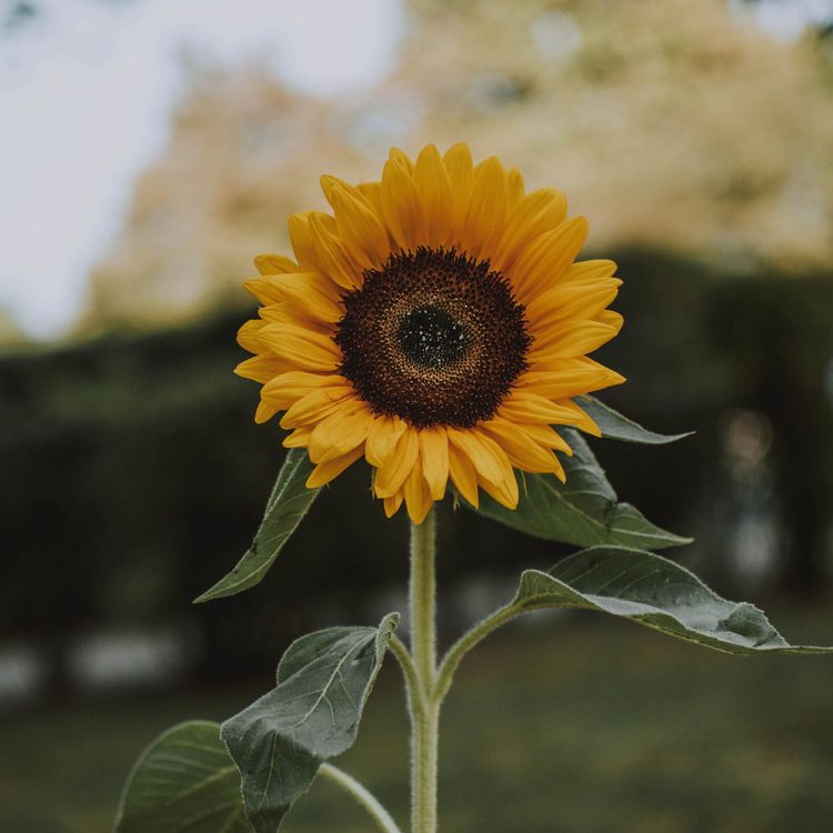 cover art for Let Go Let Good