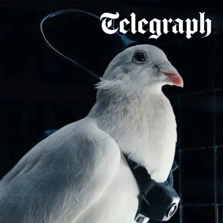 cover art for Putin spends 50% of state budget on military, says intelligence service & Russia tests turning pigeons into drones