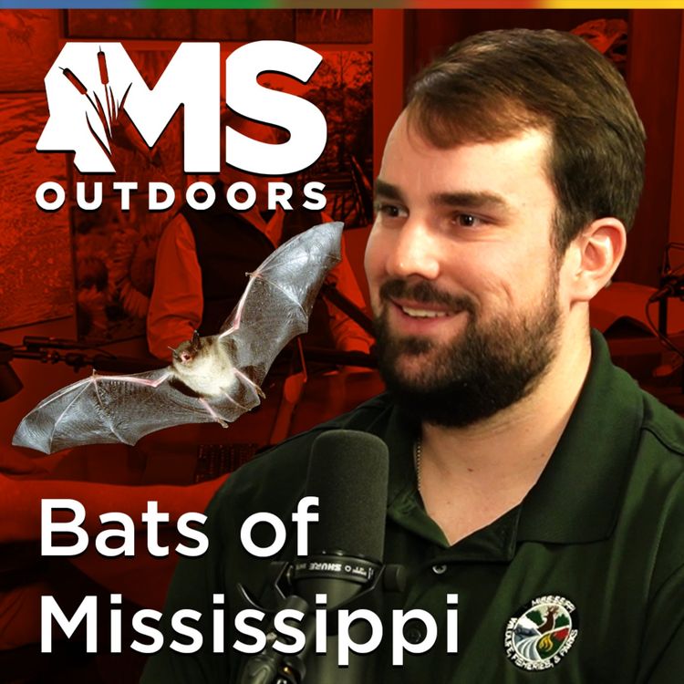 cover art for Inside Mississippi’s Bat Population with Jack Creely