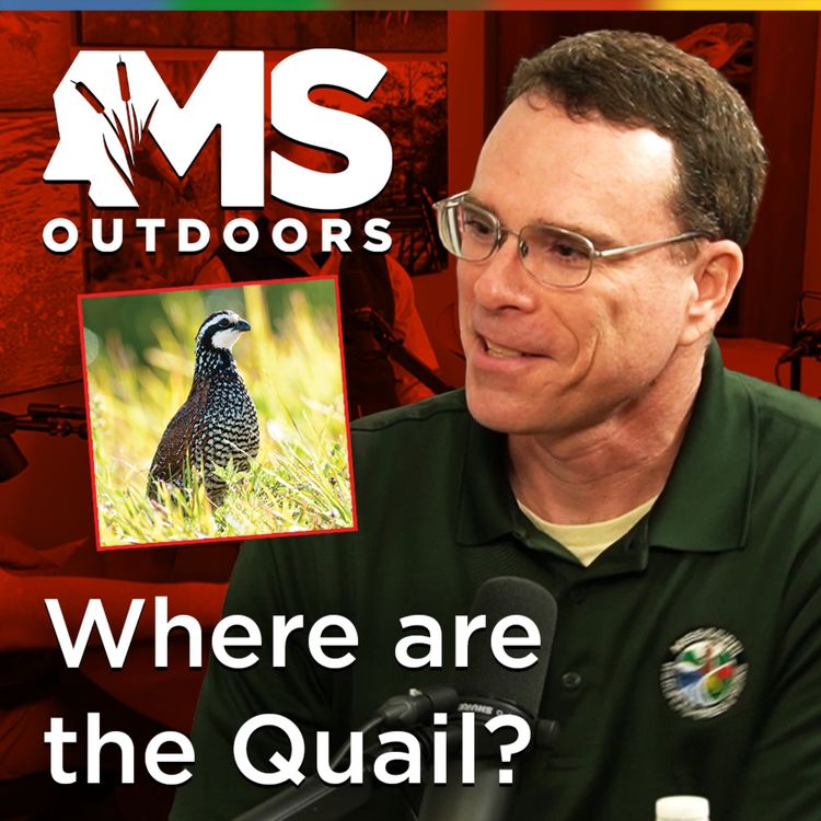 cover art for Where Did Mississippi’s Quail Go with Rick Hamrick