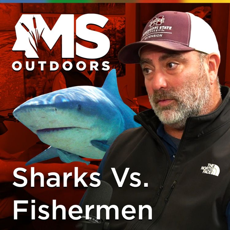 cover art for Sharks Vs. Gulf Coast Fishermen: More Interactions, More Questions with MSU's Marcus Drymon