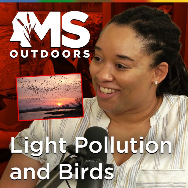 cover art for Light Pollution Is Confusing Migratory Birds: Ornithologist Murray Burgess Explains