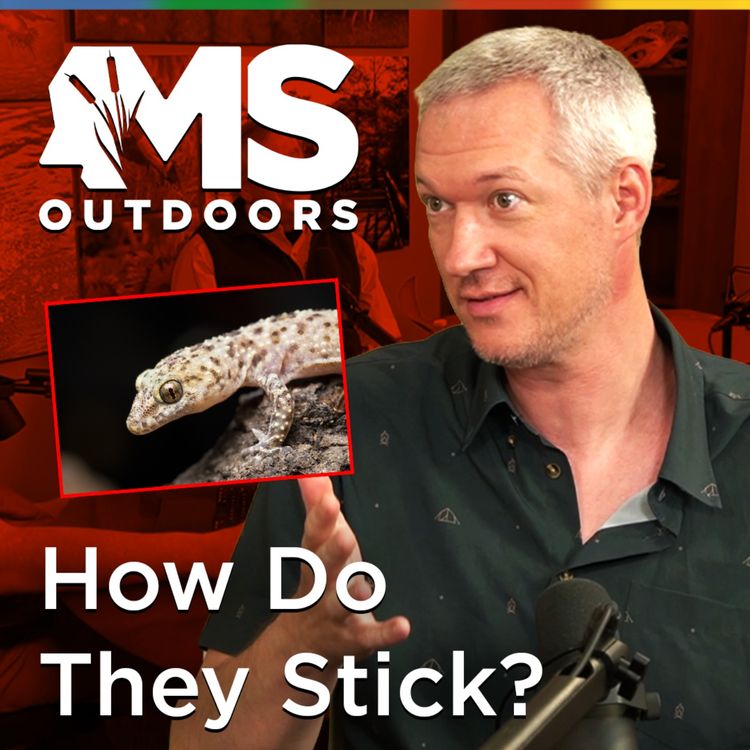 cover art for How Do Geckos Stick to Walls? What a Mississippi Professor Is Discovering