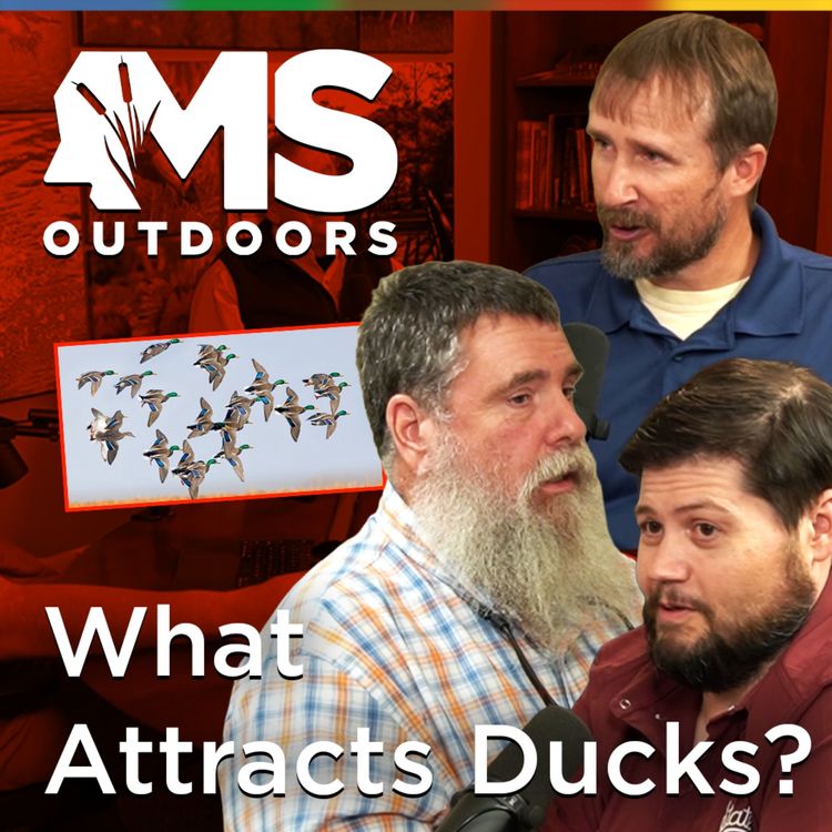 cover art for Better Habitat, Better Duck Hunting in Mississippi