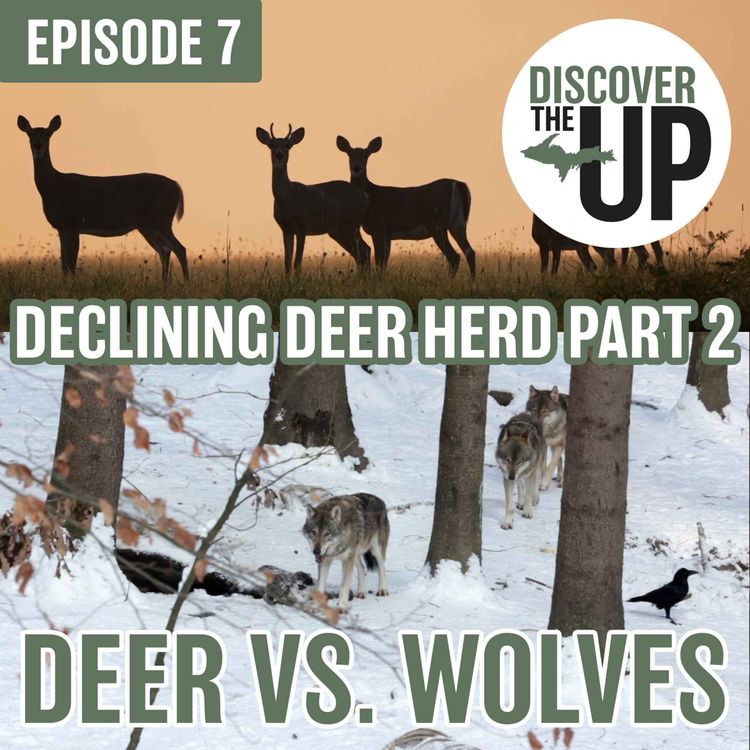cover art for Declining Deer Herd Part 2: Deer vs. Wolves