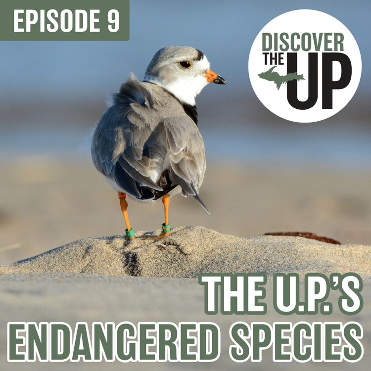 cover art for U.P. Endangered Species