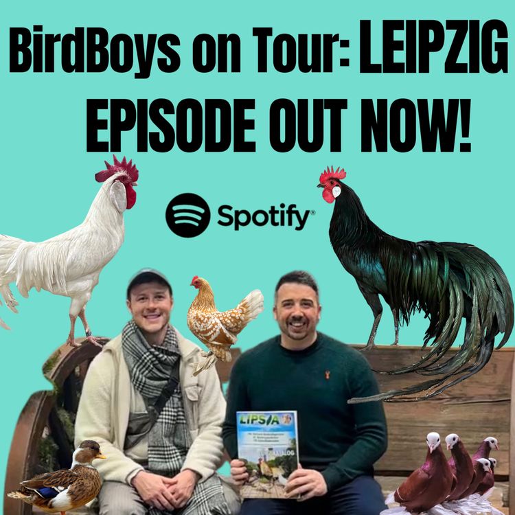 cover art for BirdBoys on Tour: Leipzig! 